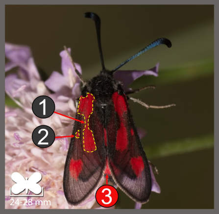 Zygaena sarpedon
