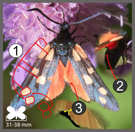 Zygaena transalpina