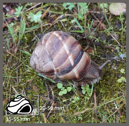 Escargot turc - Helix lucorum