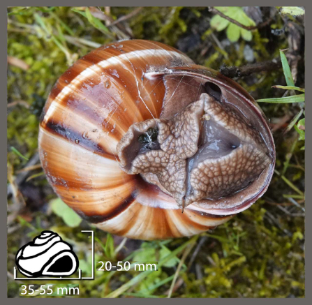 Helix lucorum