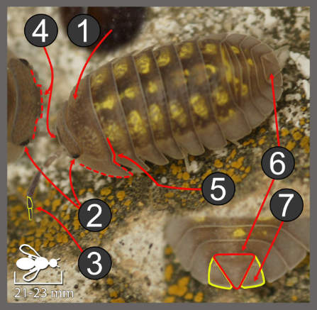 Armadillidium granulatum