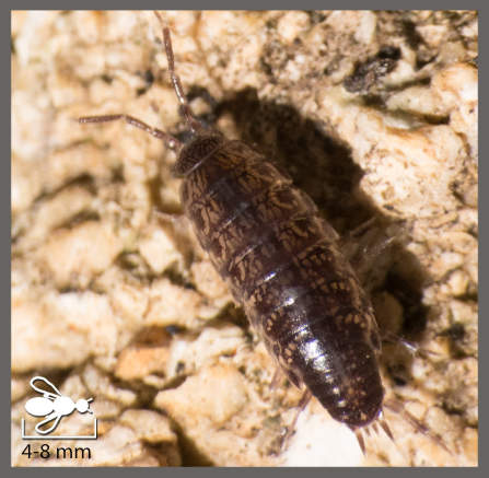 Chaetophiloscia sicula - Chaetophiloscia sicula