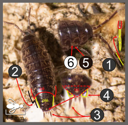 Chaetophiloscia sicula