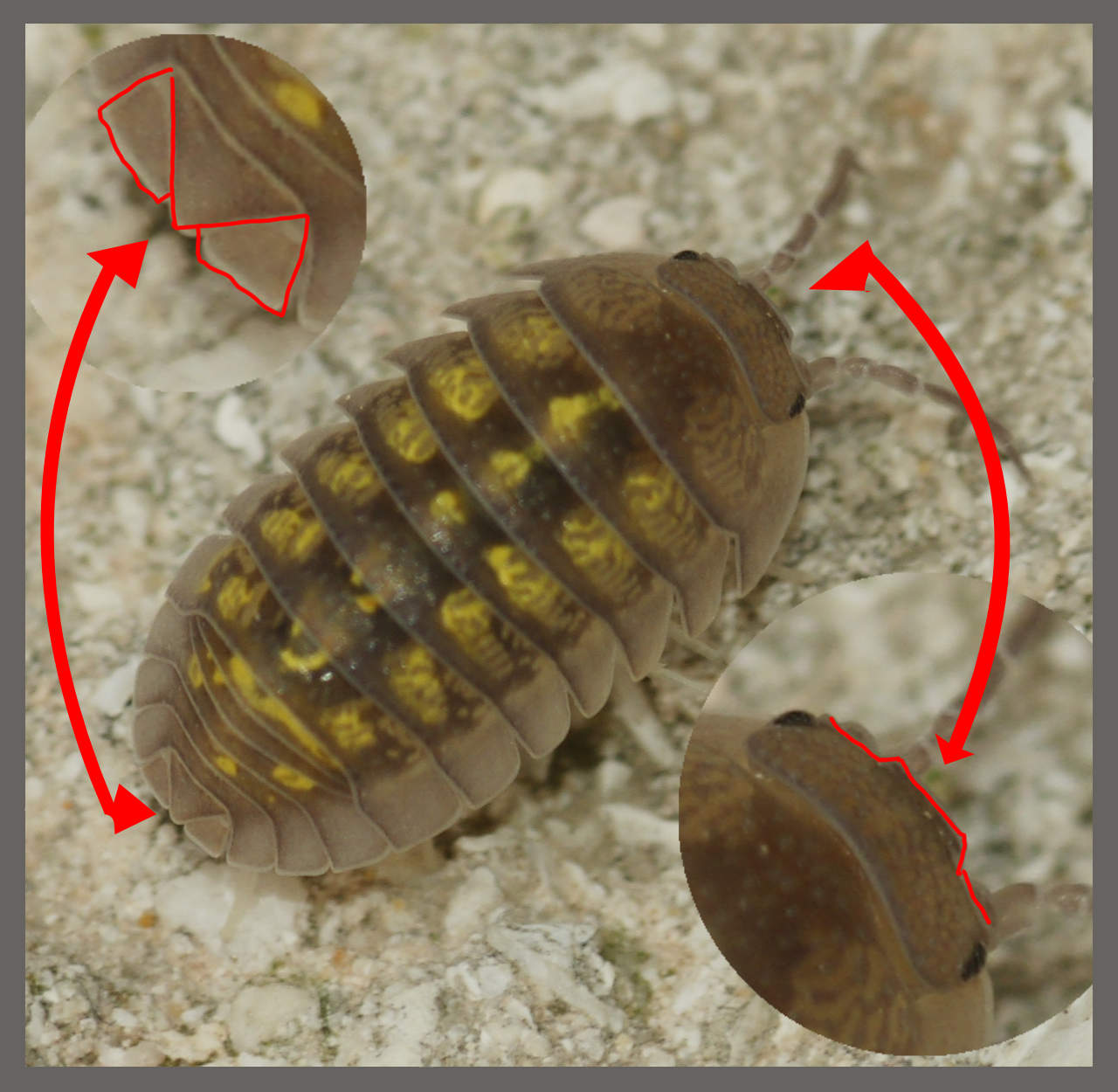 Cloporte déprimé Armadillidium depressum Identifier un crustacé ou un myriapode