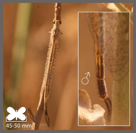 Macronemurus appendiculatus