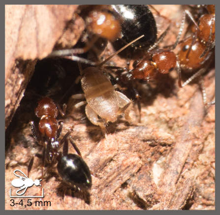 Myrmecophilus sp.