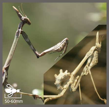 Empuse pennée - Empusa pennata