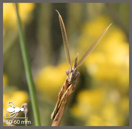 Empusa pennata