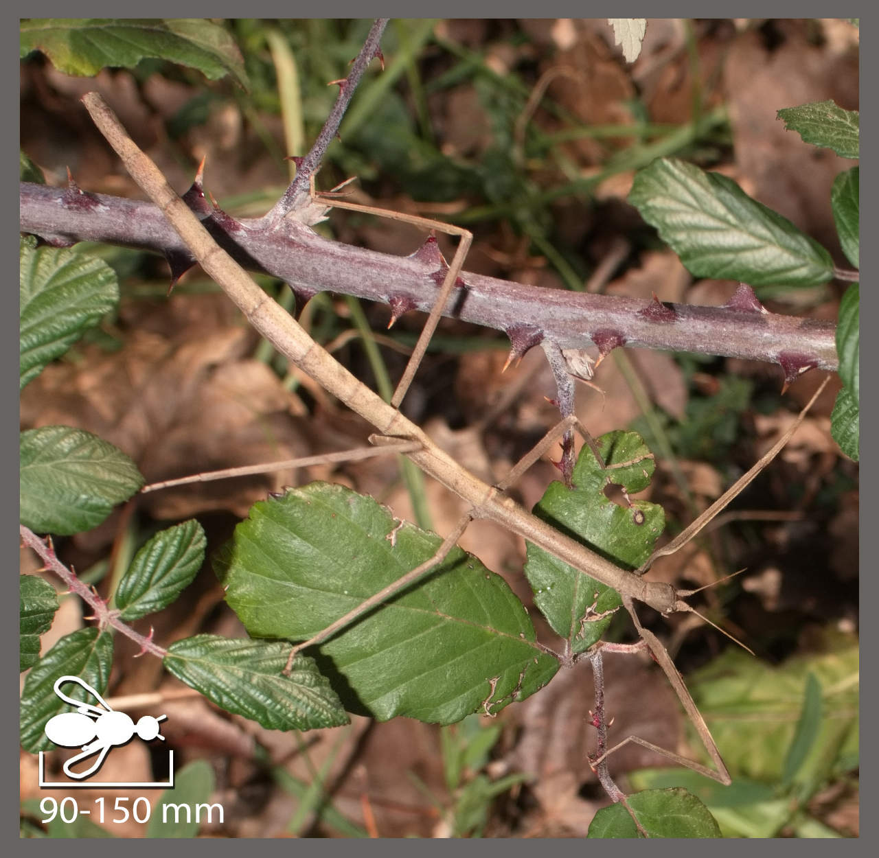 phasme-du-vietnam-ramulus-artemis-identifier-un-insecte