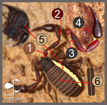 Hysterochelifer meridianus