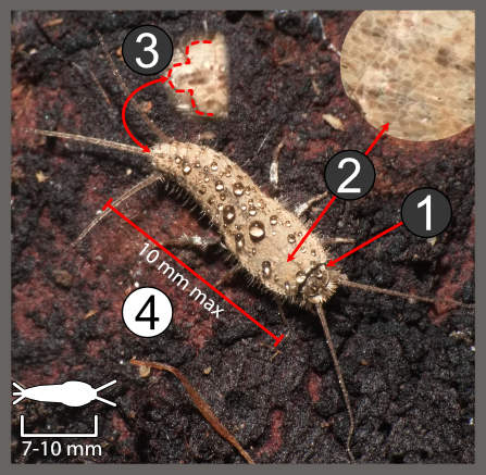 Ctenolepisma ciliata