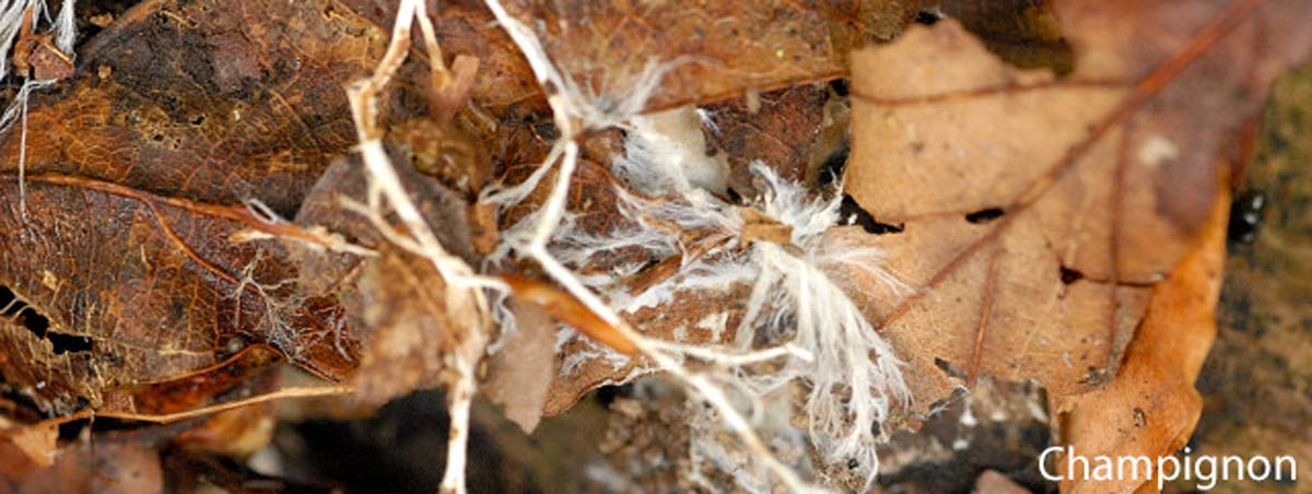 Feuilles couvertes de mycélium