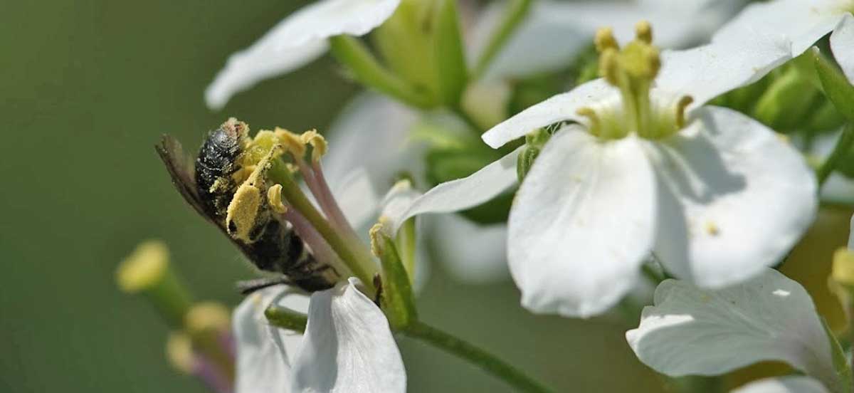 L'abeille et la pollinisation