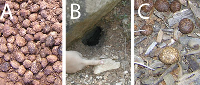 A: crottes de lapin B: entrée d'une garenne C: crottes de lièvre