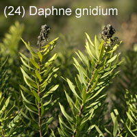 Daphne gnidium