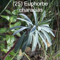 Euphorbe characias