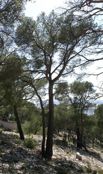 Les pins du Mont Faron