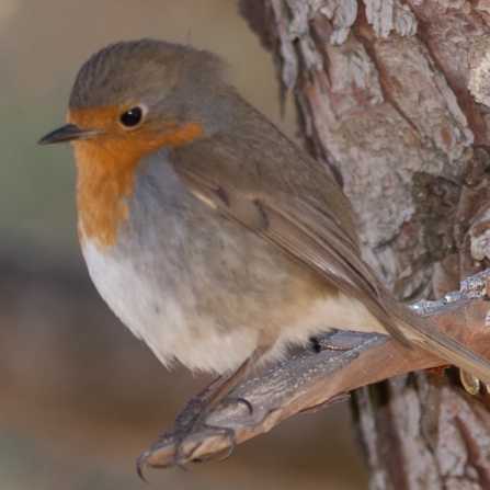 Le Rougegorge familier : la vie d’un petit sauvage