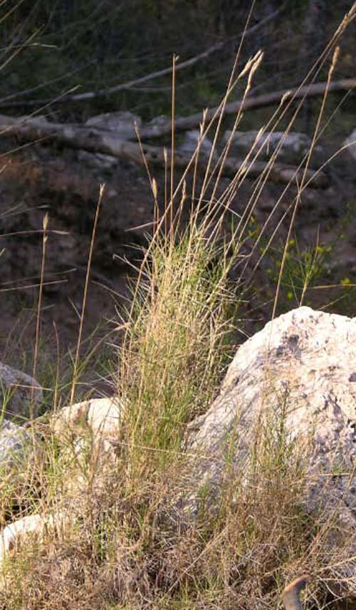Brachypode rameux (Brachypodium retusum)