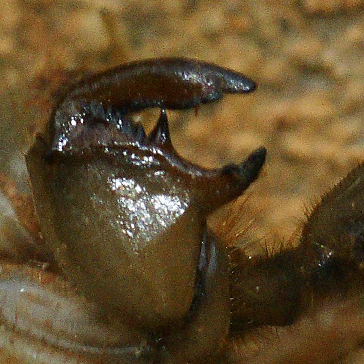 Patte antérieure foreuse de larve de cigale