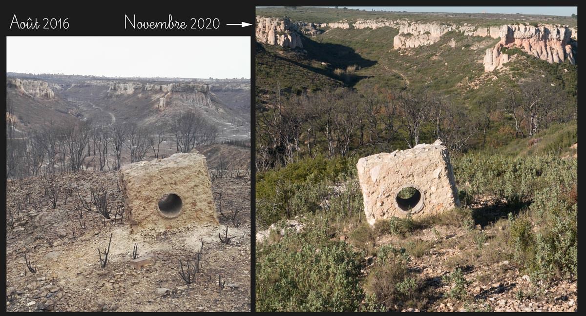 Évolution du paysage en 4 ans (plan 2)
