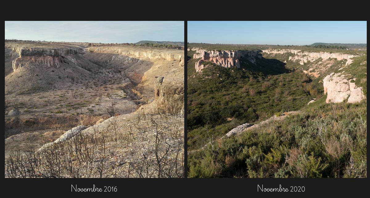 Évolution du paysage en 4 ans (plan 3)