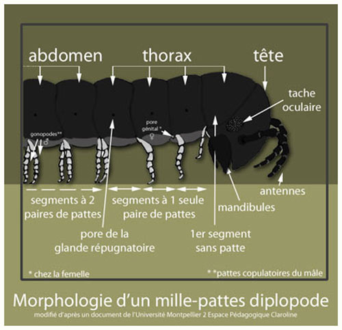 Morphologie du diplopode