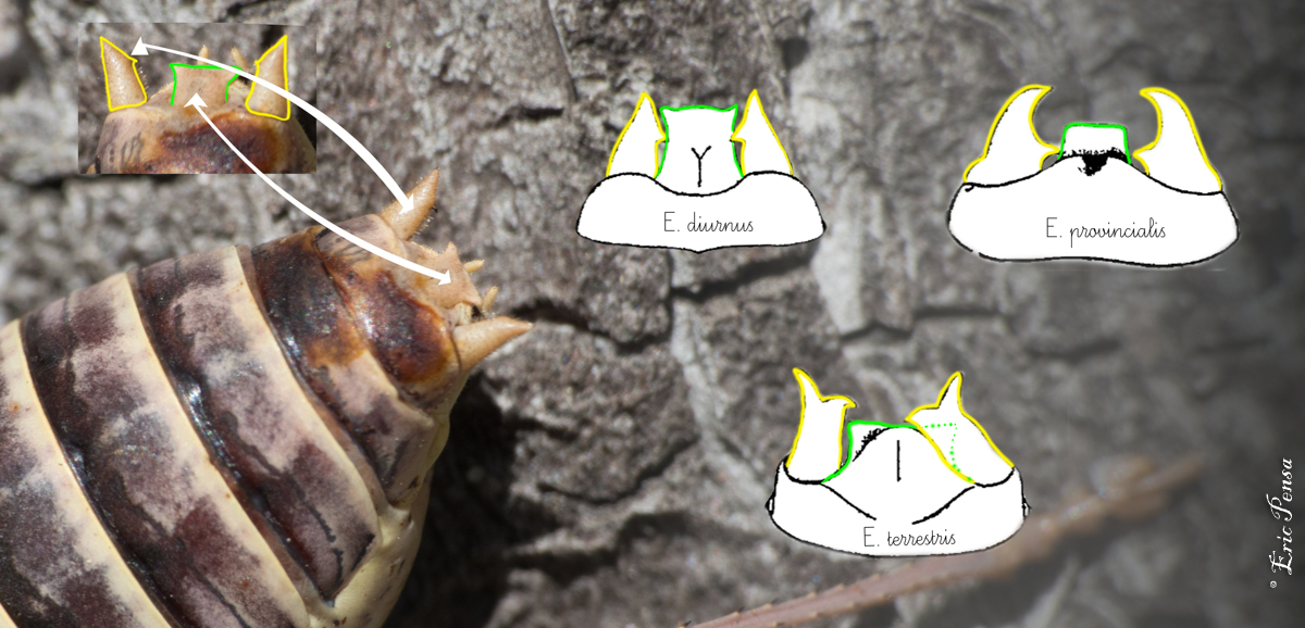 Extrémité de l'abdomen d'un mâle Ephippiger diurnus et schémas représentant la forme des cerques et valves anales des autres espèces (d'après Chopard, L. (1951). Faune de France Vol 56—Orthopteroïdes)