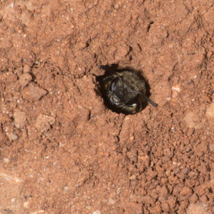 La fondatrice dans le rôle de gardienne