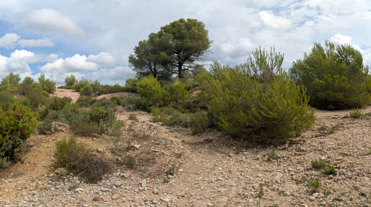 De jeunes pins issus des quelques arbres rescapés