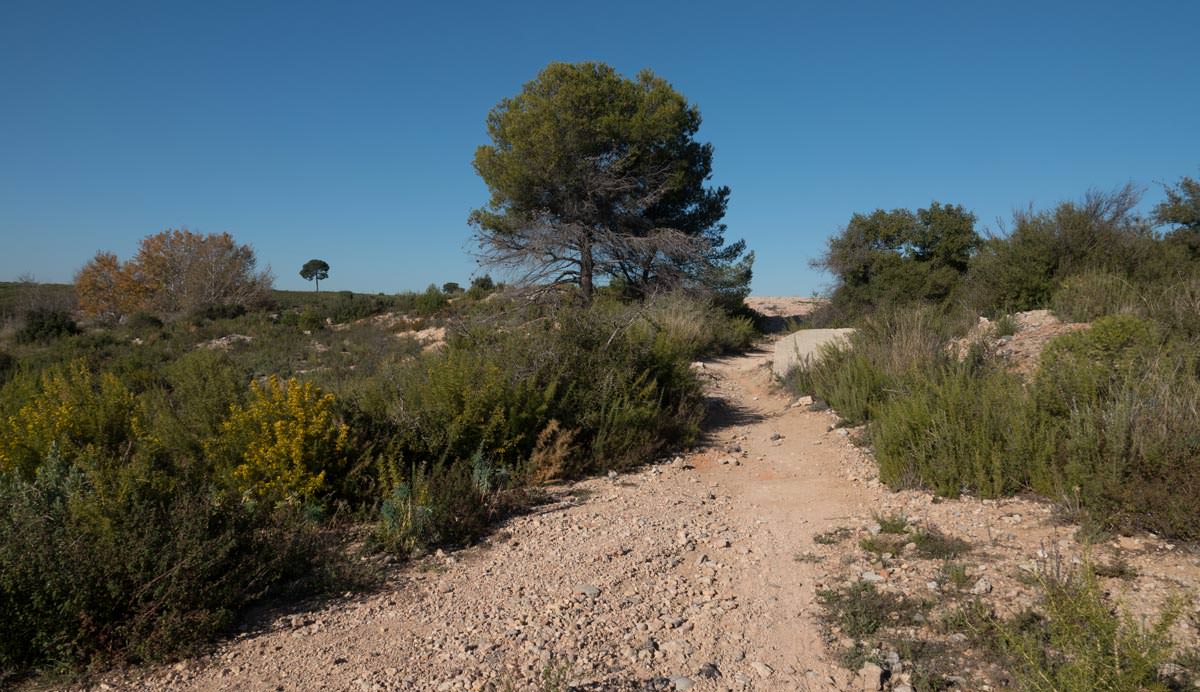 Sur le chemin en novembre 2020. De nombreux buissons sont à la moitié de leur hauteur d'origine