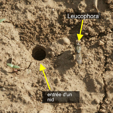 mouche du genre Leucophora