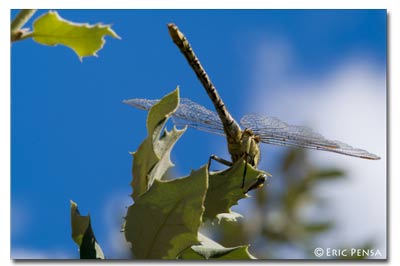 libellule posée sur un buisson de la garrigue