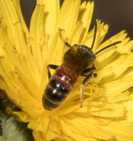 un mâle halictide du genre Lasioglossum