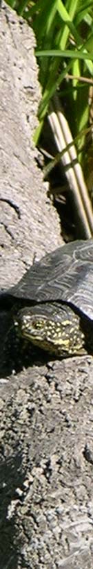 légendeadroite