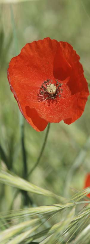 coquelicot