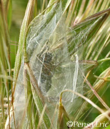 araignée dans un nid prête à pondre