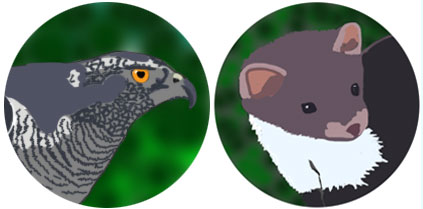Les prédateur de l'écureuil : Autour des palombes (gauche) et Martre (droite)