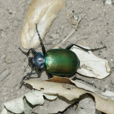 Grand Calosome (Calosoma sycophanta)