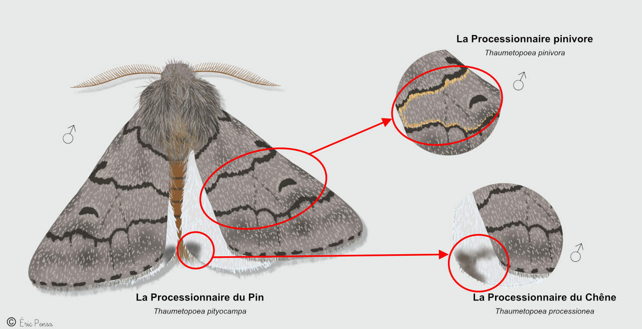 Dessin comparatif des espèces proches de la Processionnaire du pin