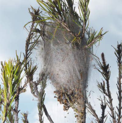 Nid d'hiver de Processionnaire du pin