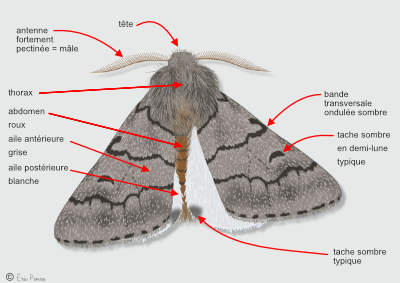 Papillon de Processionnaire du pin (mâle)