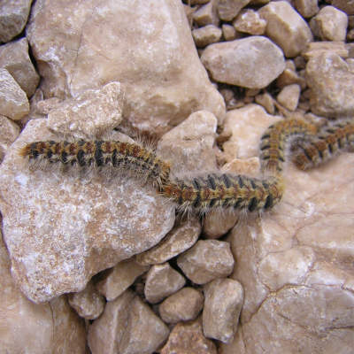 Une procession de chenille