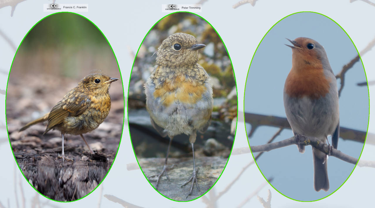 Évolution du plumage