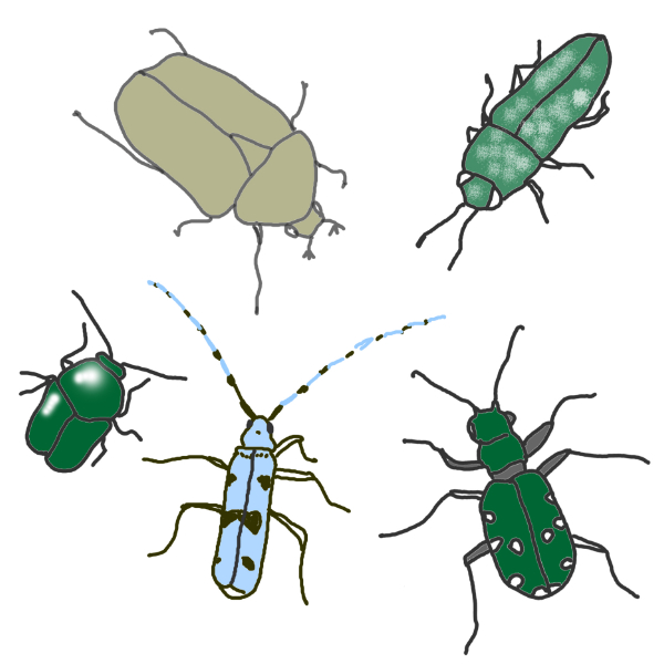 Découverte d'un groupe d'insectes : les coléoptères