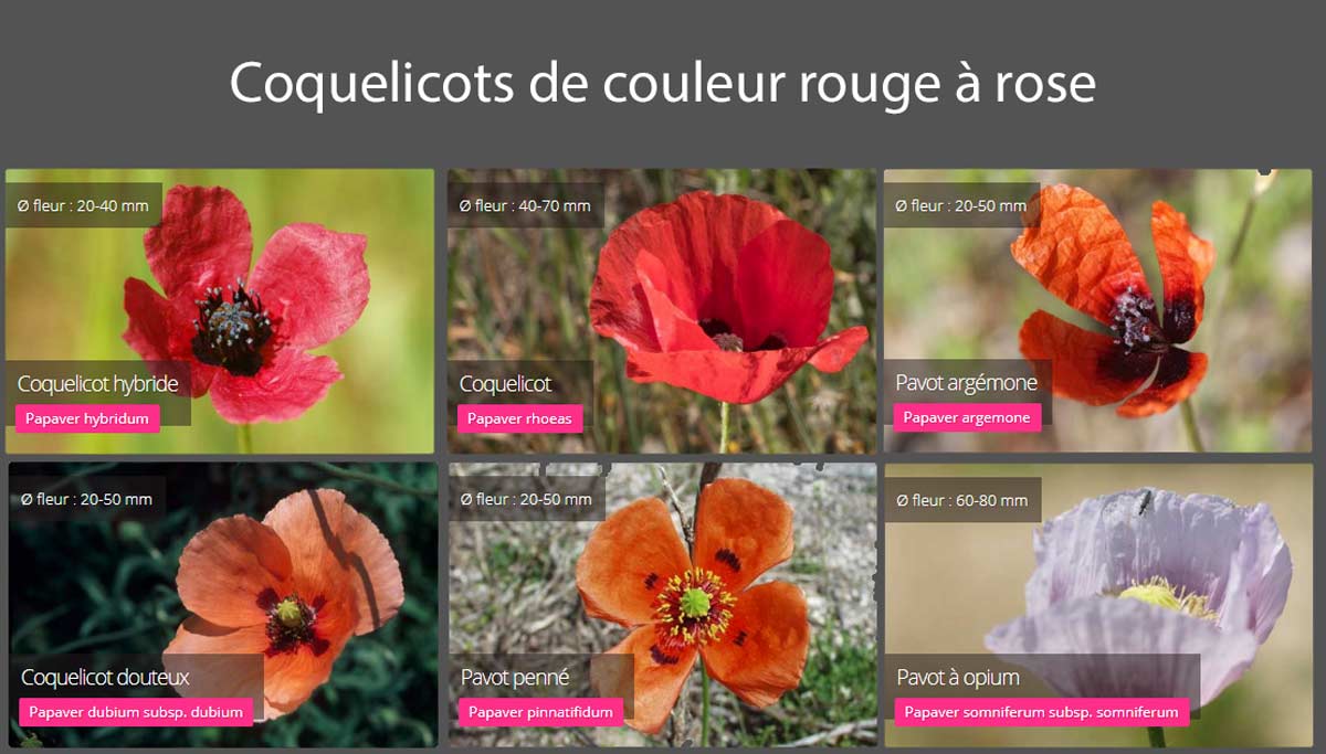 Les six espèces de coquelicots dans la gamme du rouge au rose.