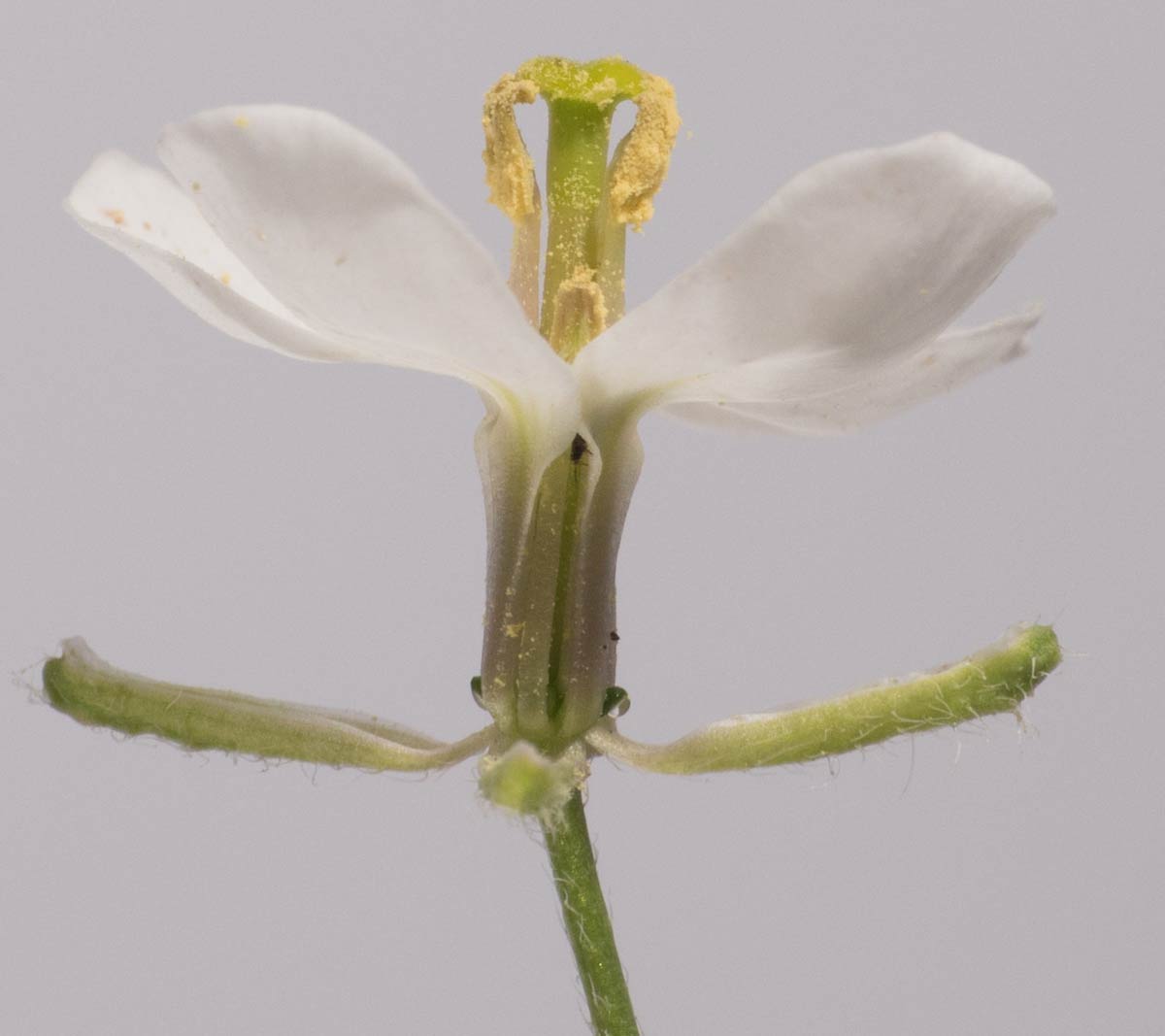 Photo 3 : Vue de la fleur de face avec les sépales abaissés