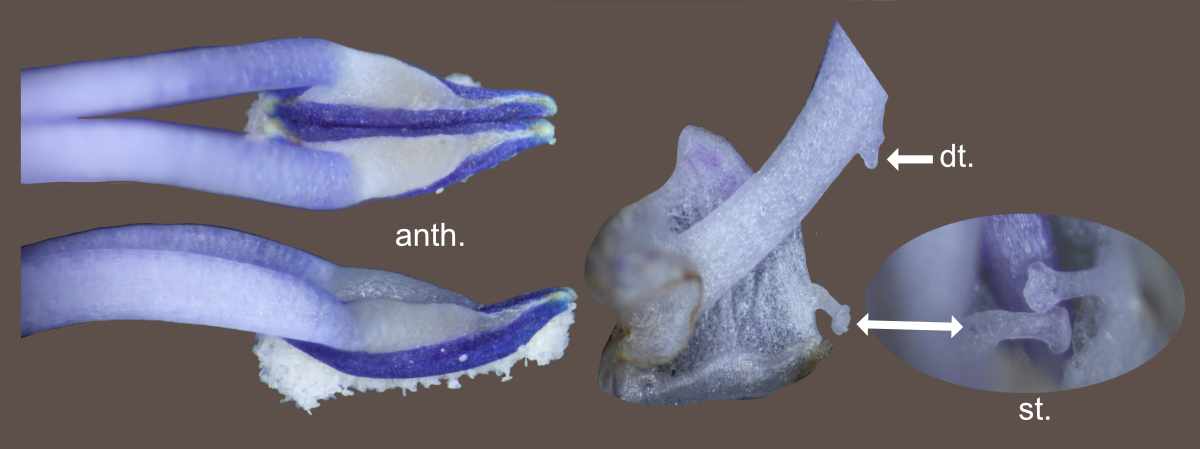 Photo 7 - Étamines et staminodes. anth. extrémité des deux étamines avec leur sac pollinique / dt. la dent à la base du filet de l'étamine / st. staminodes.