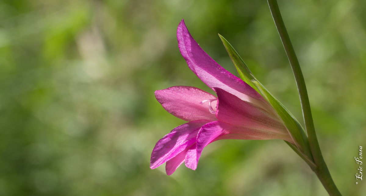 Le Glaïeul d'Italie (Gladiolus italicus)