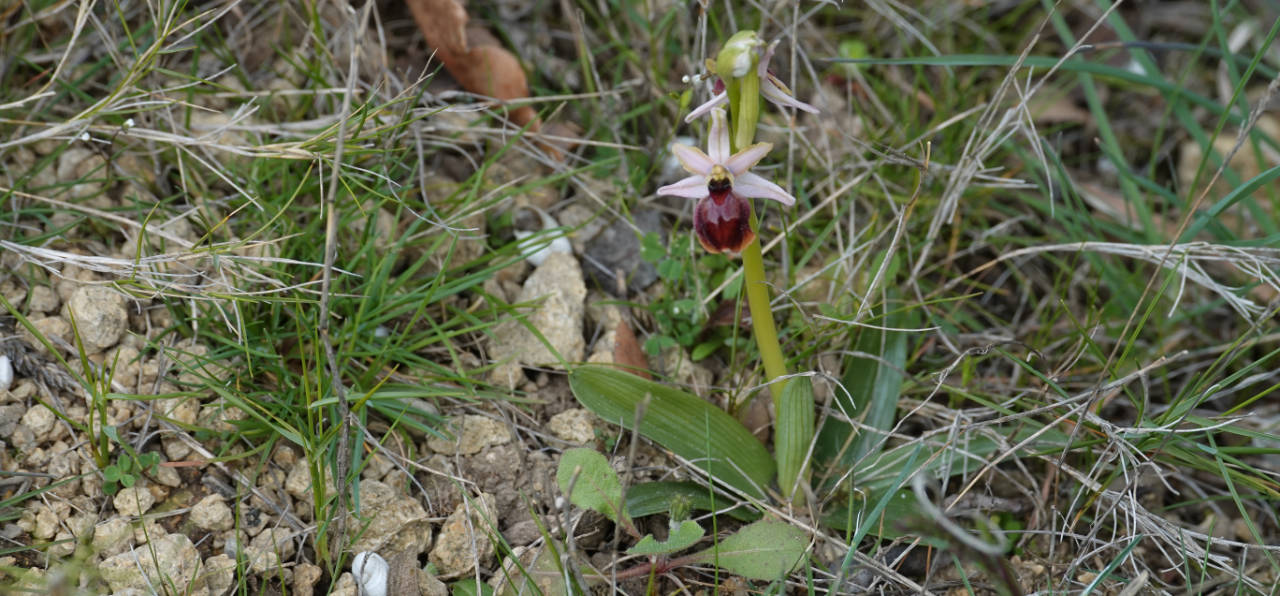 Invisibles pendant l'été, les orchidées comme l'Ophrys résistent sous la forme d'un bulbe sous terre